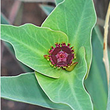 Euphorbia monteiroi